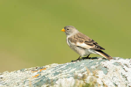 White-winged snowfinch (Montifringilla nivalis) sitting on a rock. Detailed portrait of a beautiful mountain bird in its habitat with soft background. Wildlife scene from nature. Austriaの写真素材