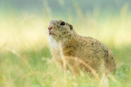 European ground squirrel (Spermophilus citellus) an adorable furry mammal living in the fields. Detailed portrait of a wild cute animal sitting in the grass with soft green background. Czech Republicの写真素材