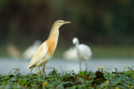 Squacco heron (Ardeola ralloides) a beautiful waterbird standing in the water of a muddy lake. Detailed portrait of an heron its habitat. Wildlife scene from nature. Hungaryの写真素材