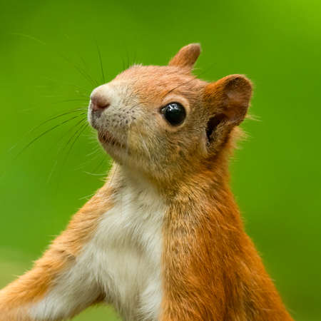 Red squirrel (Sciurus vulgaris) an adorable furry mammal living in the forest. Detailed portrait of a wild cute squirrel sitting on a tree with soft green background. Czech Republicの写真素材
