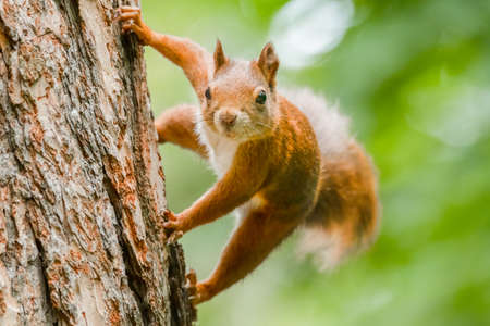 Red squirrel (Sciurus vulgaris) an adorable furry mammal living in the forest. Detailed portrait of a wild cute squirrel sitting on a tree with soft green background. Czech Republicの写真素材