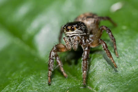 Jumping spider (Salticidae) sitting on a leaf. Cute small brown spider in its habitat. Insect...