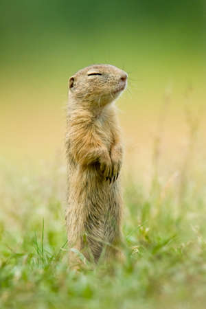 European ground squirrel (Spermophilus citellus) an adorable furry mammal living in the fields. Detailed portrait of a wild cute animal sitting in the grass with soft green background. Czech Republicの写真素材