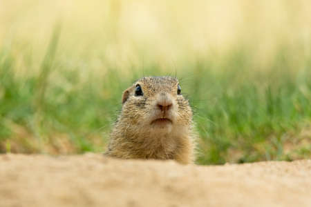 European ground squirrel (Spermophilus citellus) an adorable furry mammal living in the fields. Detailed portrait of a wild cute animal sitting in the grass with soft green background. Czech Republicの写真素材