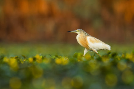 Squacco heron (Ardeola ralloides) a beautiful waterbird standing in the water of a muddy lake. Detailed portrait of an heronin its habitat. Wildlife scene from nature. Hungaryの写真素材