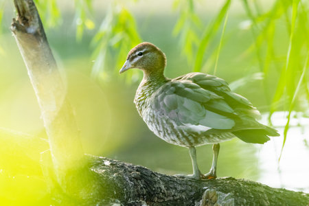 Australian wood duck (Chenonetta jubata) swimming on a small beautiful lake. Detailed portrait of a rare colorful duck in its habitat with soft background. Wildlife scene from nature. Australiaの写真素材