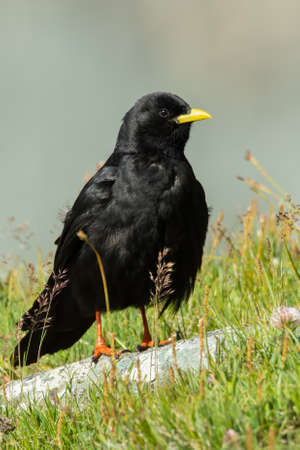 Alpine chough (Pyrrhocorax graculus) sitting on a rock. Detailed portrait of a beautiful mountain bird in its habitat with soft background. Wildlife scene from nature. Austriaの写真素材