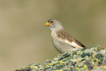 White-winged snowfinch (Montifringilla nivalis) sitting on a rock. Detailed portrait of a beautiful mountain bird in its habitat with soft background. Wildlife scene from nature. Austriaの写真素材