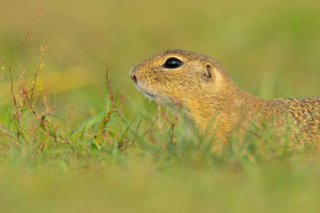 European ground squirrel (Spermophilus citellus) an adorable furry mammal living in the fields. Detailed portrait of a wild cute animal sitting in the grass with soft green background. Czech Republicの写真素材