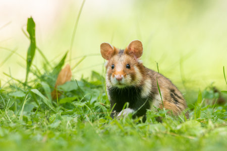 European hamster (Cricetus cricetus) an adorable furry mammal living in the fields. Detailed portrait of a wild cute animal sitting in the grass with soft green background. Austriaの写真素材