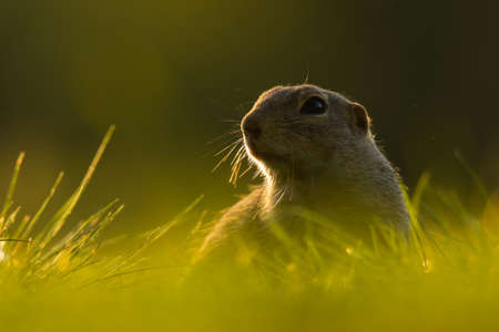 European ground squirrel (Spermophilus citellus) an adorable furry mammal living in the fields. Detailed portrait of a wild cute animal sitting in the grass with soft green background. Czech Republicの写真素材