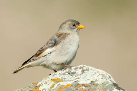 White-winged snowfinch (Montifringilla nivalis) sitting on a rock. Detailed portrait of a beautiful mountain bird in its habitat with soft background. Wildlife scene from nature. Austriaの写真素材