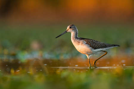 Common greenshank (Tringa nebularia) a beautiful shorebird standing in the water of a muddy lake. Detailed portrait of a wader in its habitat. Wildlife scene from nature. Hungaryの写真素材
