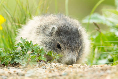 Alpine marmot (Marmota marmota) sitting in the grass. Detailed portrait of a beautiful mammal in its natural habitat with soft background. Wildlife scene from nature. Austriaの写真素材