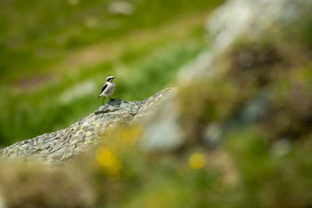 Northern wheatear (Oenanthe oenanthe) sitting on a rock. Detailed portrait of a beautiful mountain bird in its habitat with soft background. Wildlife scene from nature. Austriaの写真素材