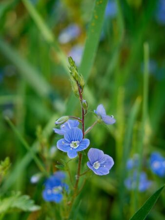 Forget-me-not in the meadow at sunny spirng day. Close-up photographyの写真素材