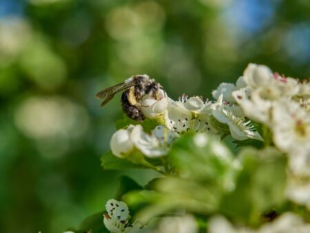 bumblebee during work on a blooming tree