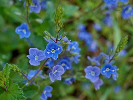 Forget-me-not in the meadow at sunny spirng day. Close-up photography