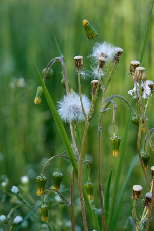 Common dandelion in the meadow at sunny spring day. Close-up photographyの写真素材