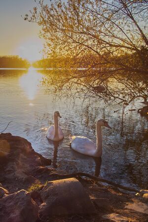 Sunset on the 6-seen-platte lake in the city 
in Germany.の写真素材