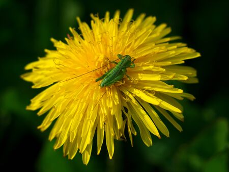 A young green grasshopper sitting on a yellow dandelion that grows in a meadow.の写真素材