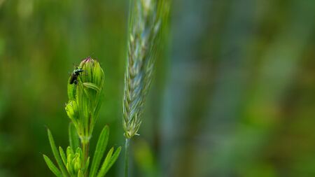 An insect sitting on a green plant that grows in a wheat field