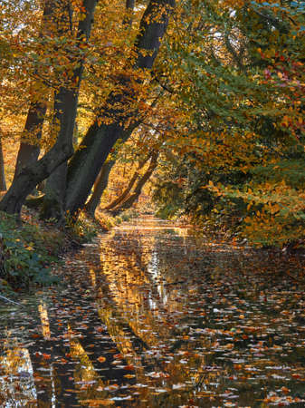 River flowing in the forest. Falling, colorful leaves on the water surface on an autumn day. Golden Autumn in Benrath Park in the German city of Dusseldorf.の写真素材
