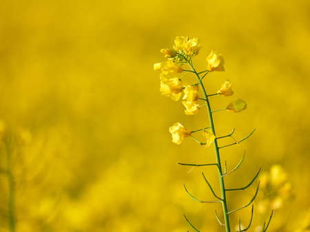 A close-up of the yellow flowers of blooming rapeseed against the background of a yellow rapeseed...