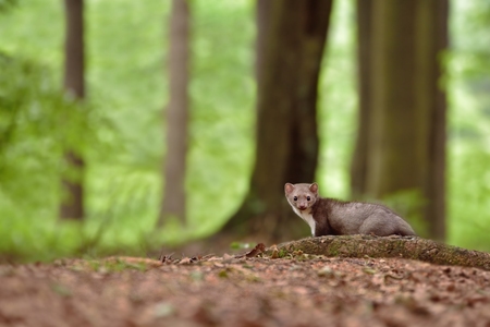 Marten in its natural habitat on land in the Czech forestの写真素材
