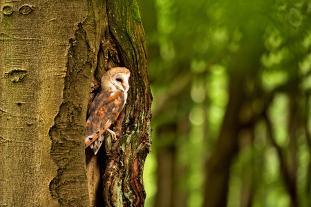 Owl in its natural environment in the hollow of a tree in the forest Czechの写真素材