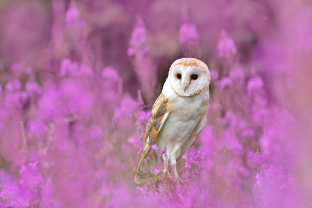 Barn Owl in a field of blooming with purple flowersの写真素材