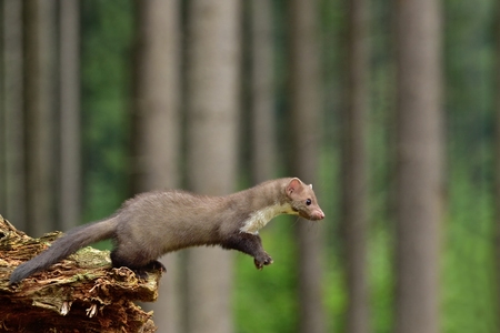 Marten in its natural environment in the Czech forestの写真素材