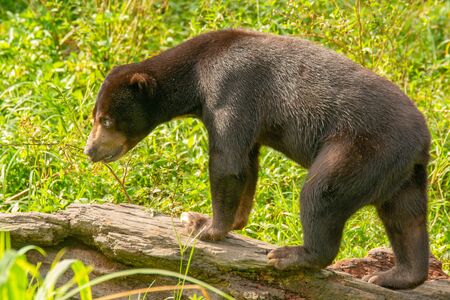 Sun Bear (Helarctos malayanus) in Borneo - Kalimantan in Indonesia \ tの写真素材