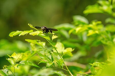Insects from the rainforest.