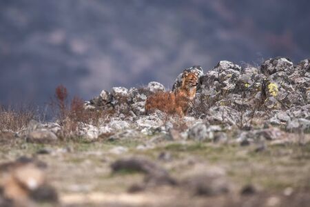 Jackal in the wild nature