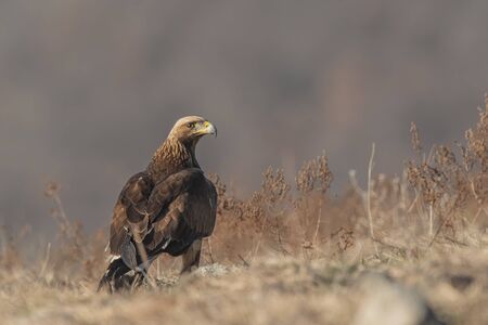 Eagle in mountains