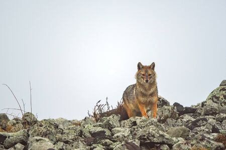 Wolf in the wild natureの写真素材