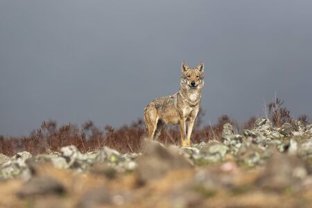 Wolf in the wild nature