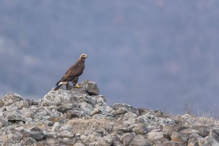 Eagle in mountains
