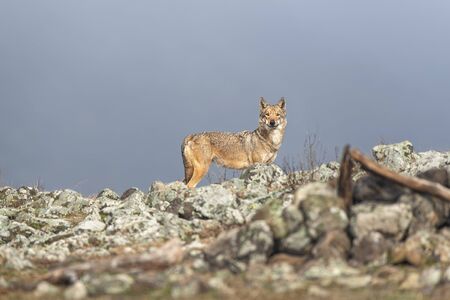 Wolf in the wild natureの写真素材