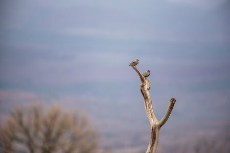Starlings on a dry tree