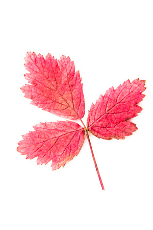 Colourful autumn leaves isolated on white background - the colours of fall - seasons of the earthの写真素材