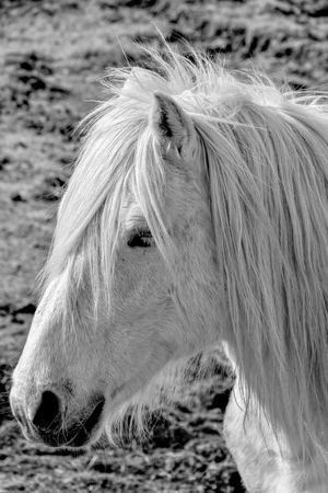 White horseの写真素材