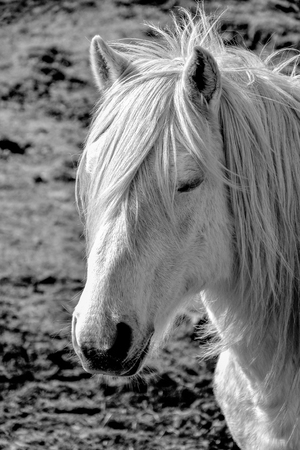 White horseの写真素材