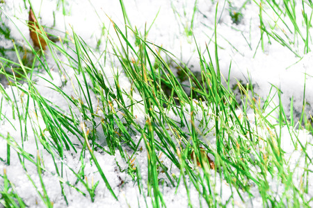 First snow on green grass, winter is comingの写真素材