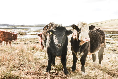 Highland Cattle Calf, Scottish Highlands calvesの写真素材