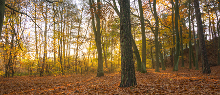 Sunny forest in the autumn in Europeの写真素材