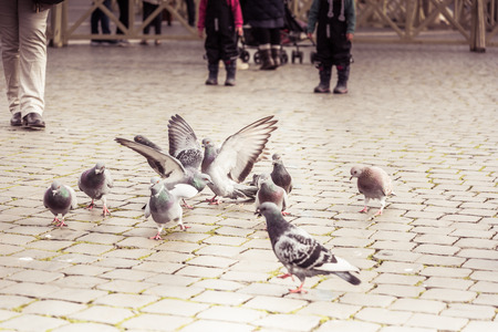 Pigeons on the square in the city parkの写真素材