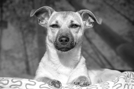 Brown cute puppy dog isolated on white background - black and white photo of rescue pet dog with adorable eyesの写真素材