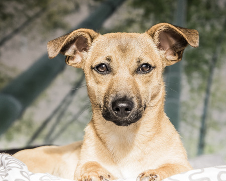 Brown cute puppy dog isolated on white, green background - rescue pet dog with adorable eyesの写真素材